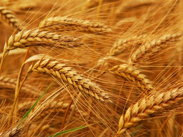 Agri-Uur: Jongste Safex-nuus | News Article