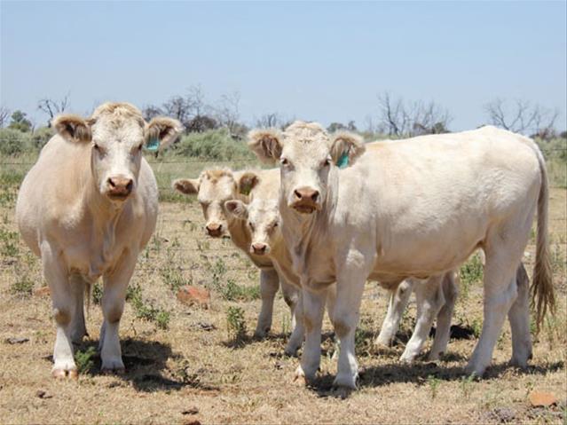 A healthy herd can materialise into dividends | News Article
