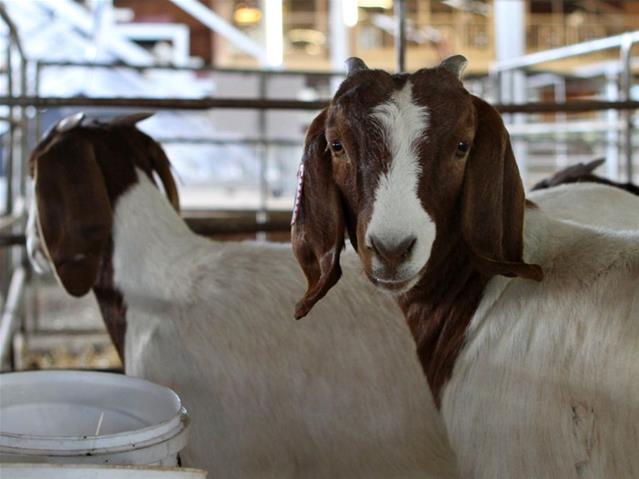 #StockTheft: NW farmers raise concerns with Nerpo | News Article