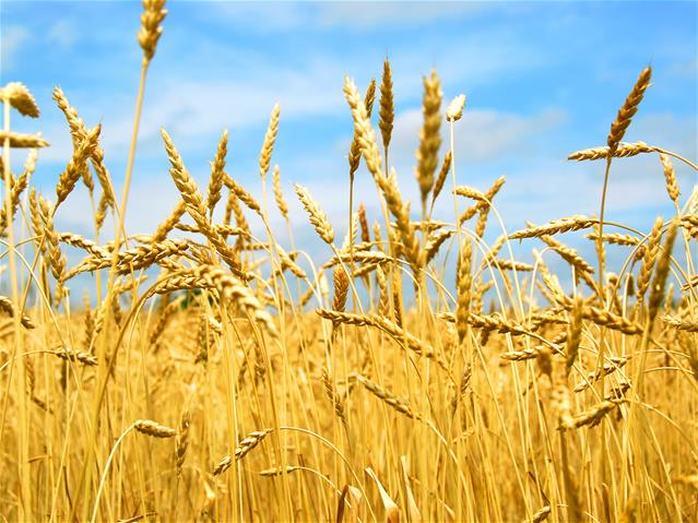 Agri-Uur: Jongste Safex-nuus | News Article