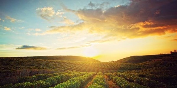 #OFMFarmerDay: Hou moed, sê Graan SA #OFMFarmerDay: Hou moed, sê Graan SA | News Article