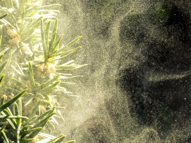 Pollen report for 11 - 17 December 2020 | News Article