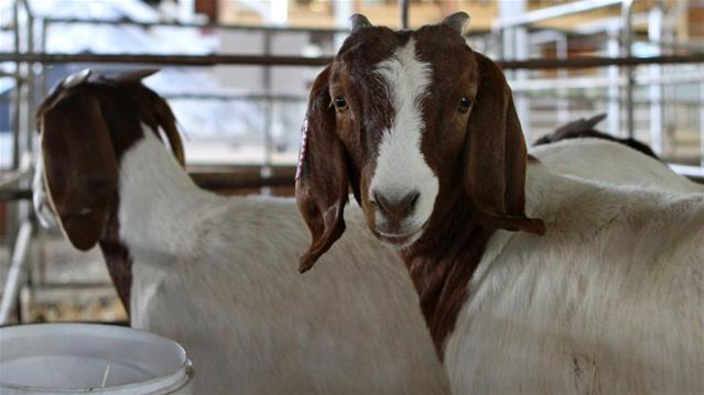 #StockTheft - a major challenge faced in 2020 | News Article