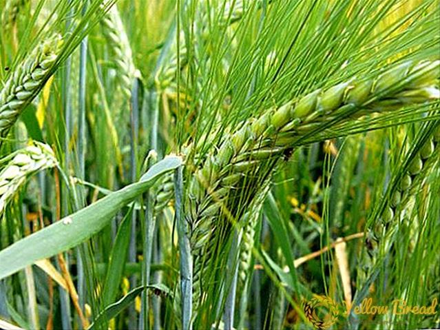 Agri-Uur: Jongste Safex-nuus | News Article