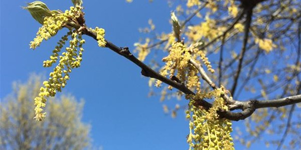 Pollen report for 18 - 24 December 2020 Pollen report for 18 - 24 December 2020 | News Article