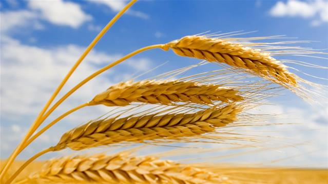 Agri-Uur: Jongste Safex-nuus | News Article