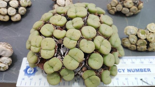 Landbounuus-podcast: Drie in NK vas met bedreigde plante | News Article