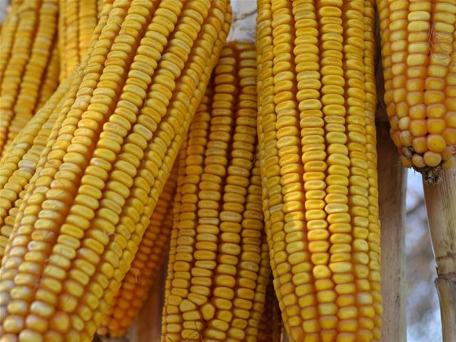 Agri-Uur: Jongste Safex-nuus | News Article
