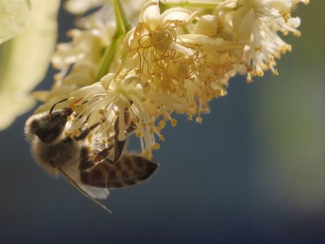 Pollen report for 4 - 10 December 2020 | News Article