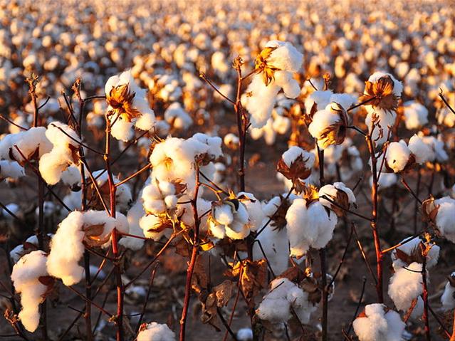 #Agbiz looks at 2021 with more optimism | News Article