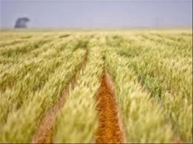 Agri-Uur: Jongste Safex-nuus | News Article