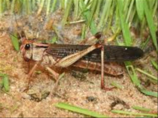 Measures in place to stop the spread of locusts in NC  | News Article