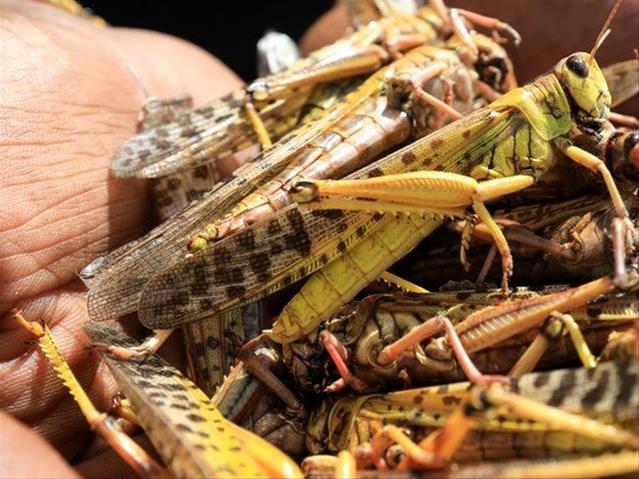 Landbounuus-podcast: Maatreëls in plek rakende sprinkaanplaag | News Article
