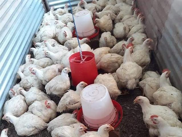 Young NC farmer has big dreams for her business | News Article