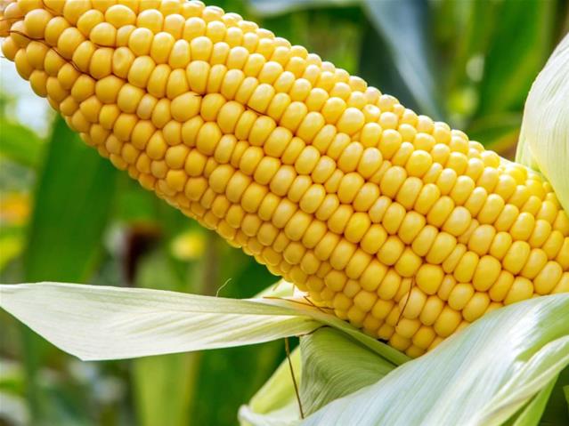 Agri-Uur: Jongste Safex-nuus | News Article