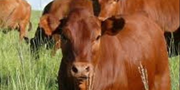 Landbounuus-podcast: Lits SA: vee-identifikasie en naspeurbaarheidstelsel van SA bekend gestel | News Article