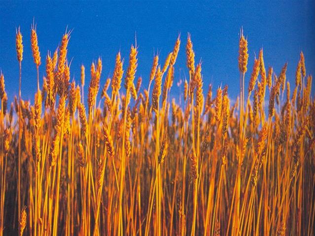 Agri-Uur: Jongste Safex-nuus | News Article