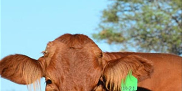 Nerpo continues its quest against the national ban on public livestock auctions | News Article