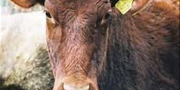 Didiza satisfied with arrest of auctioneer allegedly spreading FMD Didiza satisfied with arrest of auctioneer allegedly spreading FMD | News Article