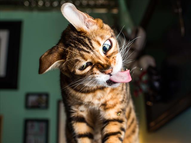 Weird Wide Web - Jou kat en Papegaai slaai | News Article