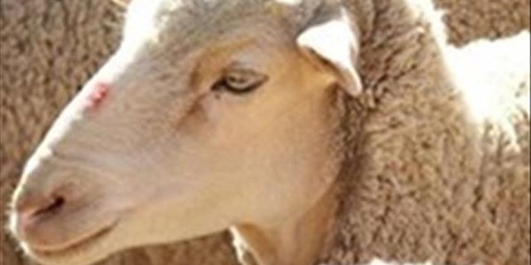 OVK-wolmarkverslag: Wolmark presteer beter as vorige nasionale veiling OVK-wolmarkverslag: Wolmark presteer beter as vorige nasionale veiling | News Article