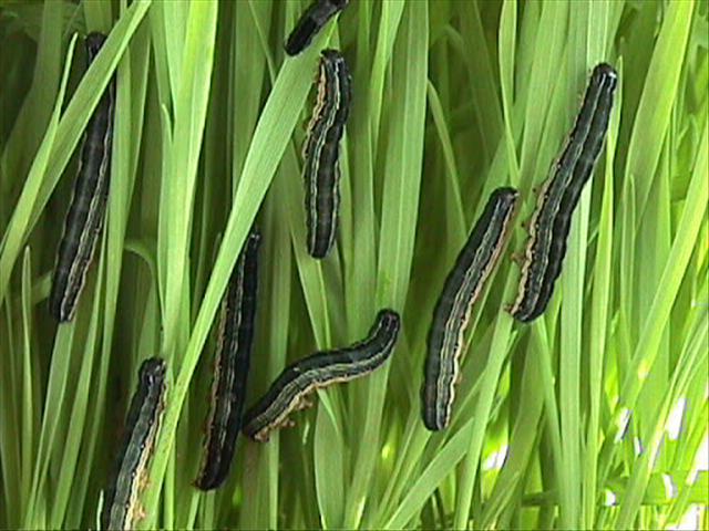 Landbounuus-podcast: Scientists deployed to asses African armyworm outbreak | News Article