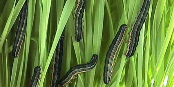 Landbounuus-podcast: Scientists deployed to asses African armyworm outbreak | News Article