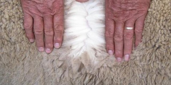 OVK-wolmarkverslag: Suid-Afrikaanse wolmark toon steeds verbetering | News Article