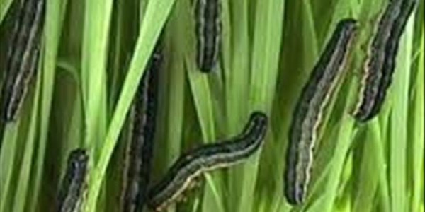 Government still not convinced to declare African armyworm a national pest | News Article
