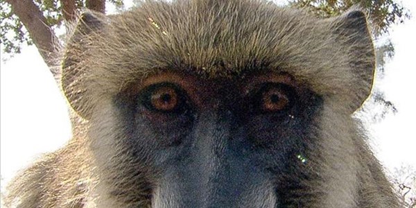 Sydney baboons go on the run before vasectomy Sydney baboons go on the run before vasectomy | News Article
