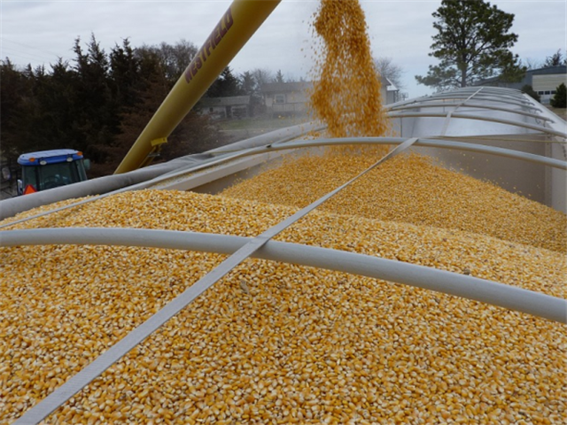 Zimbabwe lifts ban on GM maize imports   | News Article