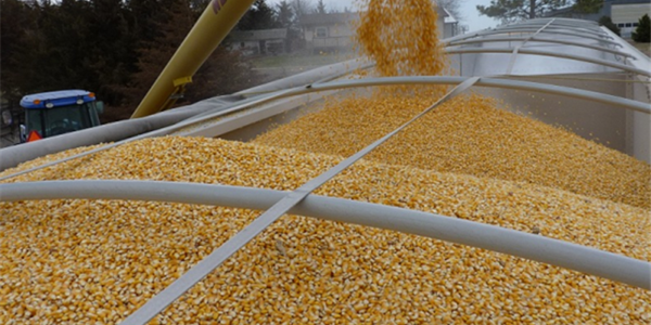 Zimbabwe lifts ban on GM maize imports   | News Article