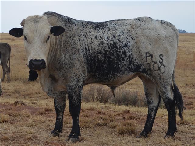 Landbounuus-podcast: Nuutste veilingspryse vir lewende hawe bekend | News Article