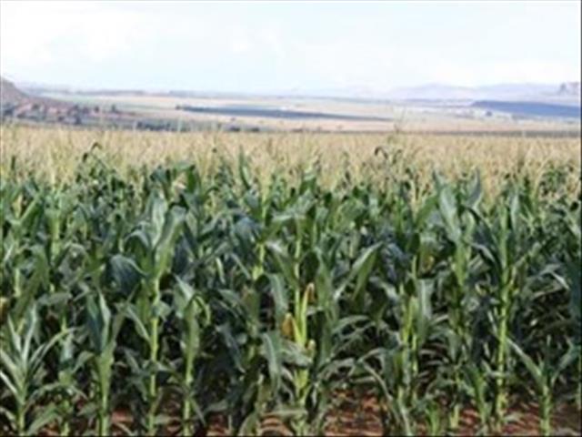 Senwes Grainlink: Hier is jou jongste Safex-pryse | News Article