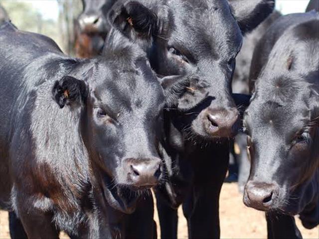 Veilingspryse vir lewende hawe steeds goed ondanks swaarder beeste, en speentyd | News Article