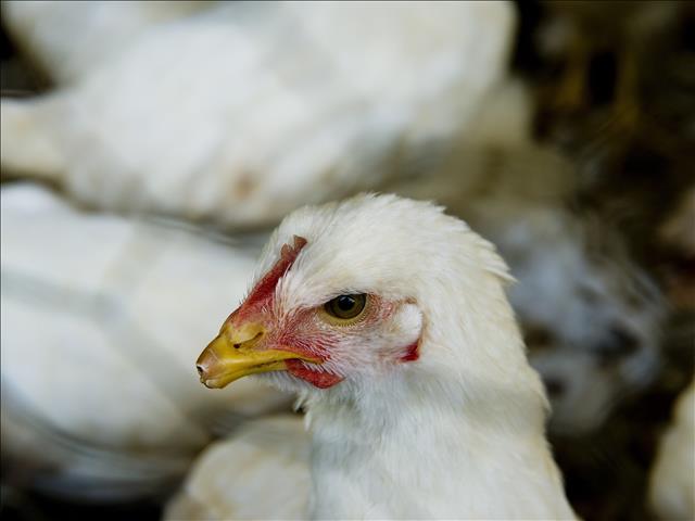Landbounuus-podcast: Pluimveebedryf nog nie deur #Covid-19 beïnvloed nie | News Article