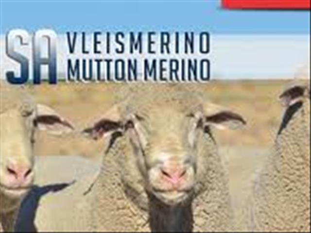 Vleismerino’s van oor SA heen pronk op nasionale skou | News Article