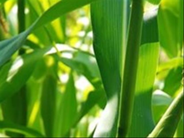 Senwes Grainlink: Hier is jou jongste Safex-pryse | News Article