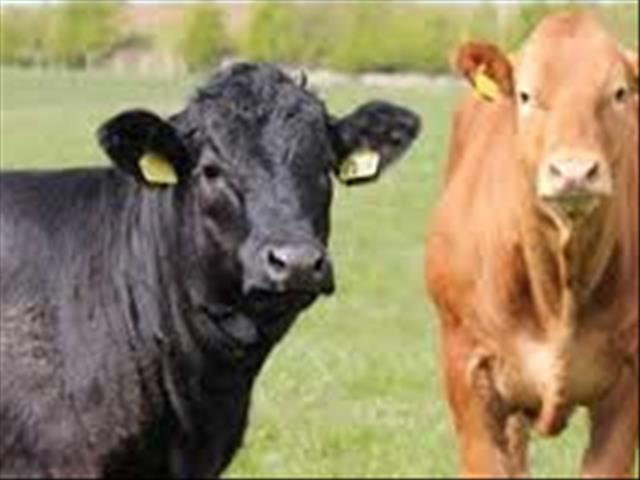 Druk op lewende hawe agente verhoog weens #Coronavirus | News Article