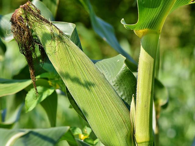 Senwes Grainlink: Hier is jou Safex-pryse | News Article