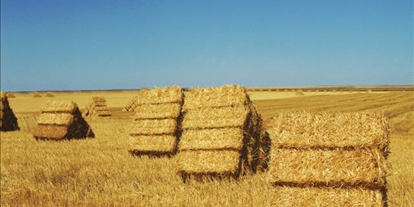 Landbounuus-podcast:  Vooruitsigte vir 'n goeie kommersiële graanoes | News Article