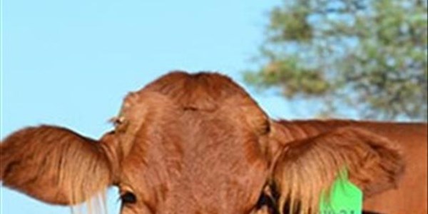 Meer geld in Namibiese produsente se sakke vir lewende hawe as in Suid-Afrika Meer geld in Namibiese produsente se sakke vir lewende hawe as in Suid-Afrika | News Article