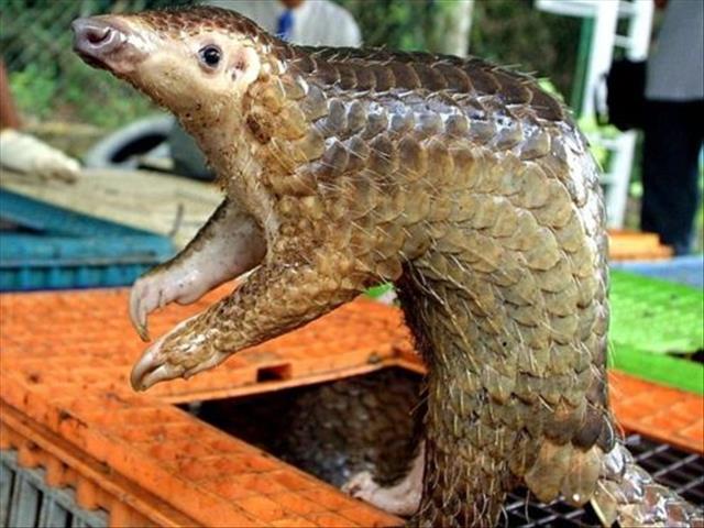 #Coronavirus: Pangolins found to carry related strains | News Article