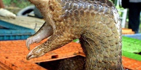 #Coronavirus: Pangolins found to carry related strains | News Article