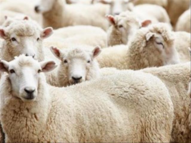 OVK-wolmarkverslag: Veselaktiwiteite opgeskort tydens #Coronavirus nasionale inperking | News Article