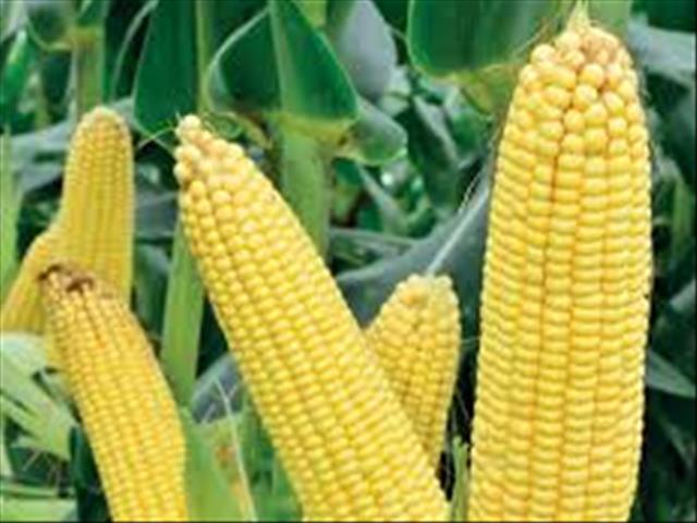 Senwes Grainlink: Hier is jou  jongste Safex-pryse | News Article