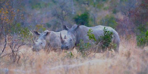 Rhino poaching declines in South Africa, report shows | News Article