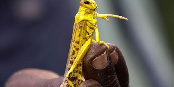 Low threat of Desert Locust swarms invading Southern Africa Low threat of Desert Locust swarms invading Southern Africa | News Article