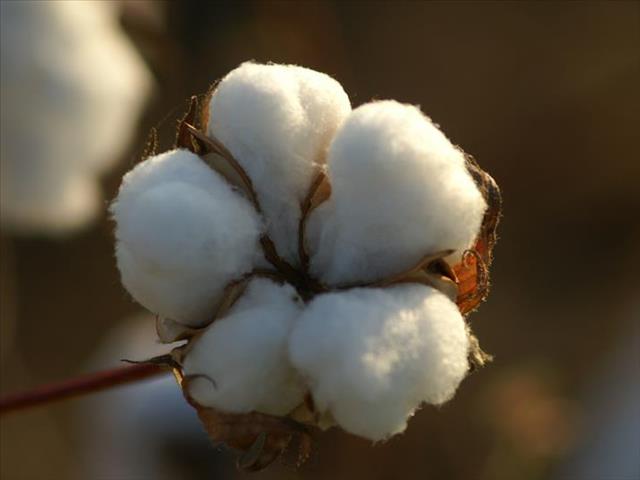 Landbounuus-podcast: SA katoenbedryf kan met bedrywighede voortgaan | News Article
