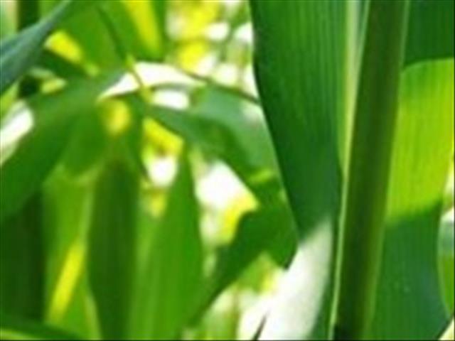 Senwes Grainlink: Hier is jou Safex-pryse | News Article